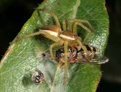 Image of Raft spider