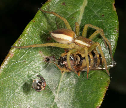 Image of Raft spider