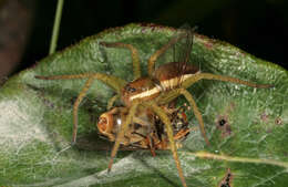 Image of Raft spider