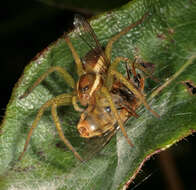 Image of Raft spider