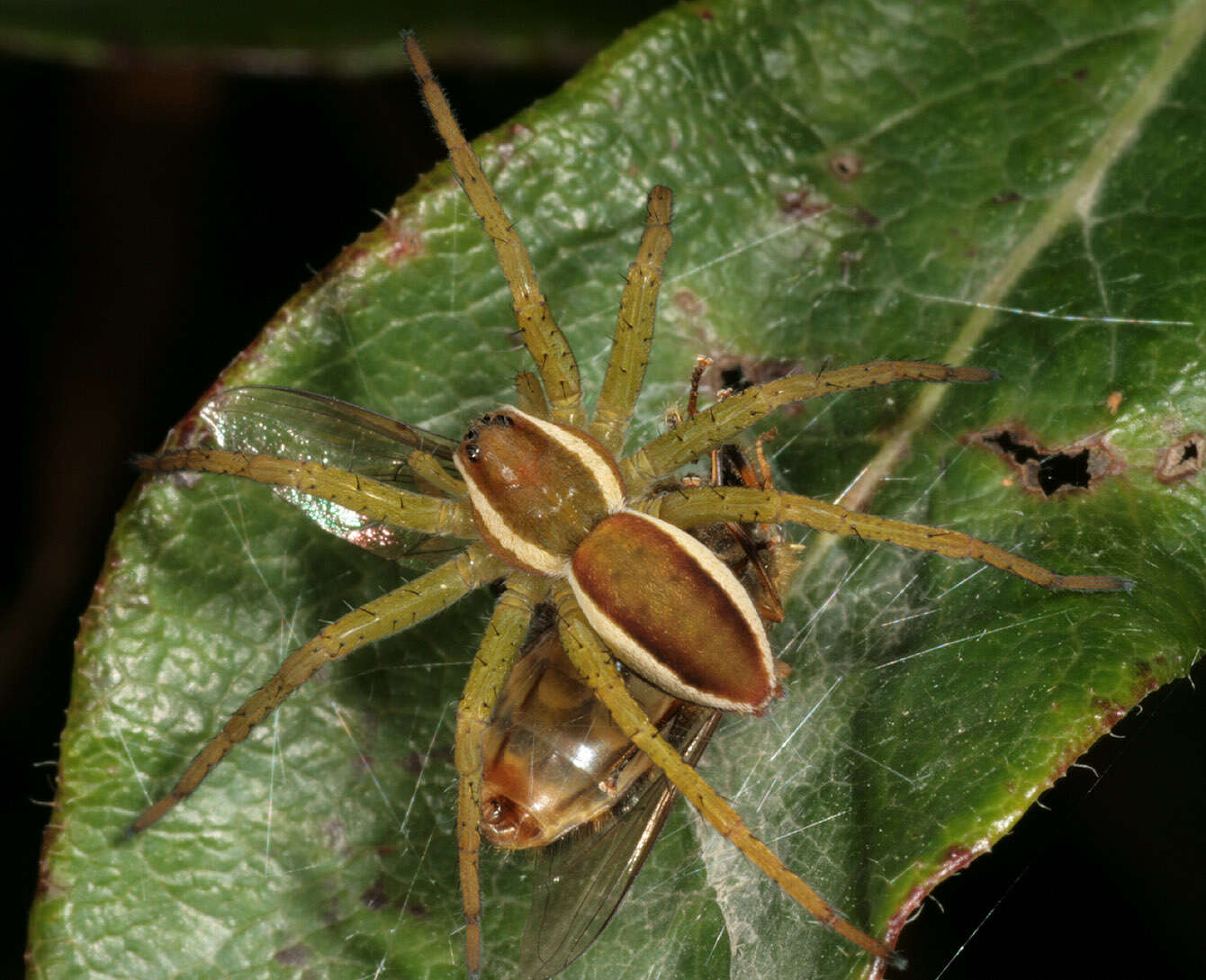 Image of Raft spider