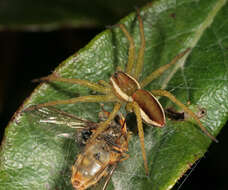 Image of Raft spider