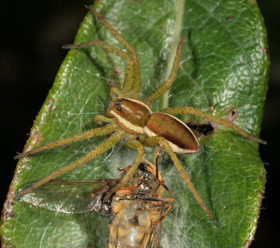 Image of Raft spider