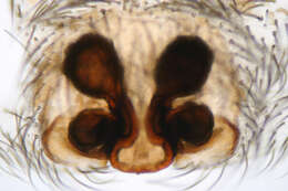 Image of Drassodes cupreus (Blackwall 1834)