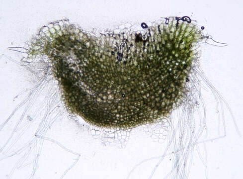 Image of Riccia beyrichiana Hampe