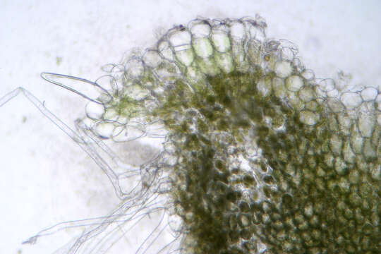 Image of Riccia beyrichiana Hampe