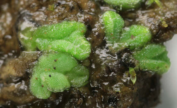 Image of Riccia crozalsii Levier