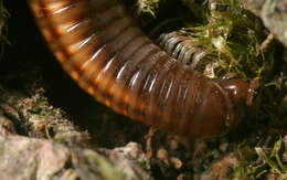 Image of Striped Millipede