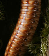 Image of Striped Millipede