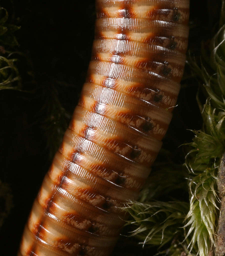 Image of Striped Millipede