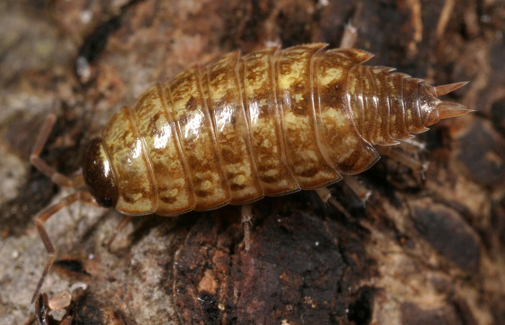 Image of Philoscia Latreille 1804