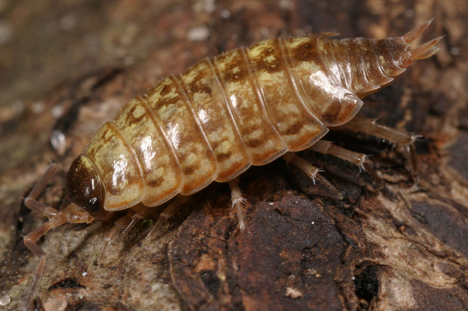 Image of Philoscia Latreille 1804