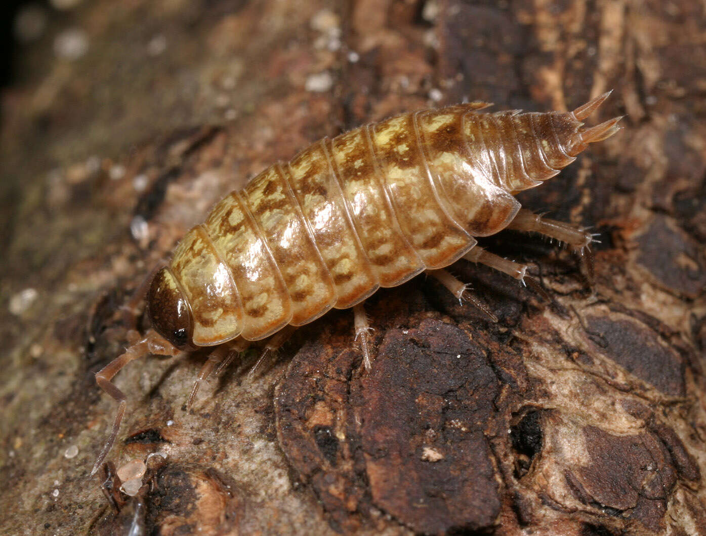 Image of Philoscia Latreille 1804