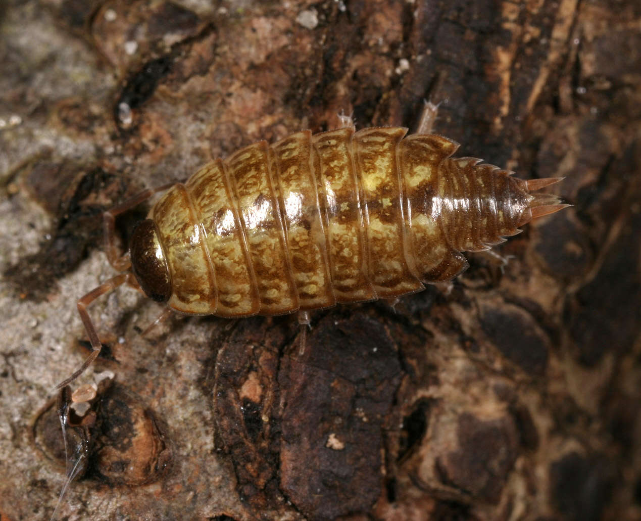 Image of Philoscia Latreille 1804