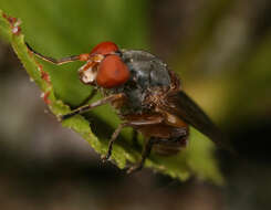 Image of Brachyopa scutellaris Robineau-Desvoidy 1844