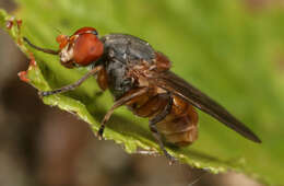 Image of Brachyopa scutellaris Robineau-Desvoidy 1844