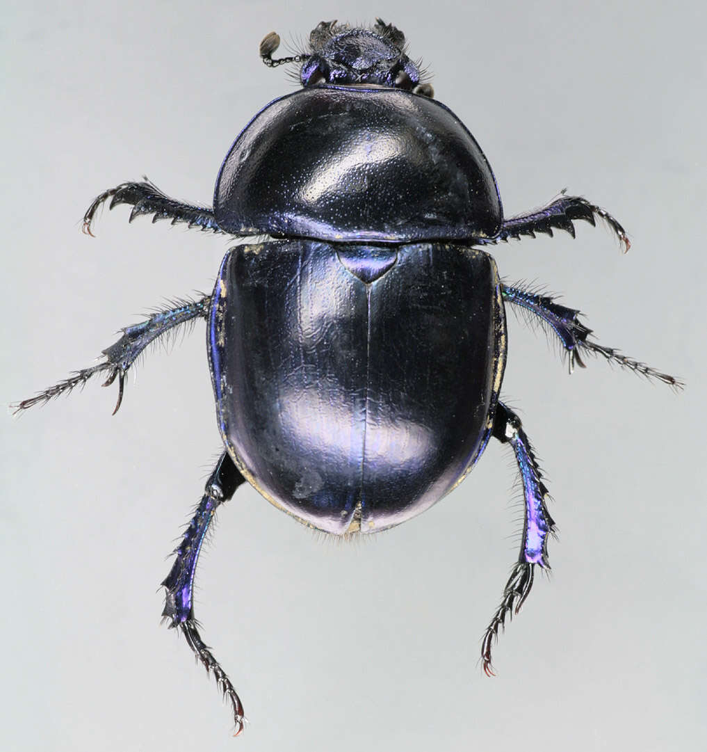 Слика од Trypocopris vernalis (Linnaeus 1758)