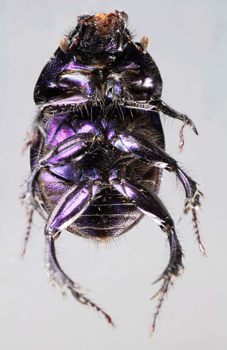 Image of Anoplotrupes