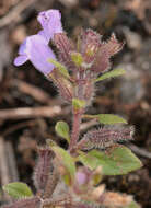 Image of basil thyme