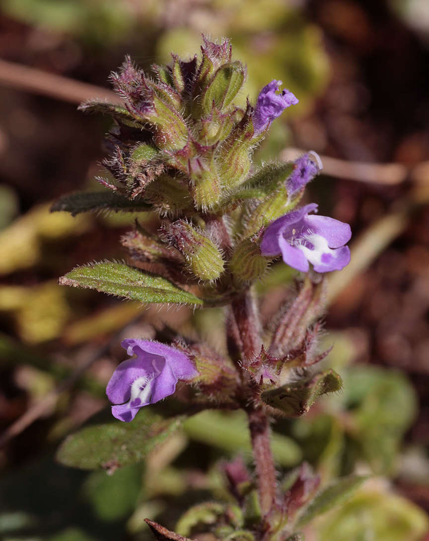 Image of basil thyme