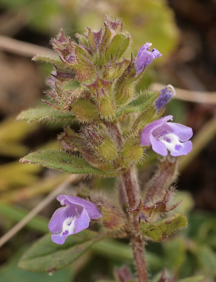 Image of basil thyme