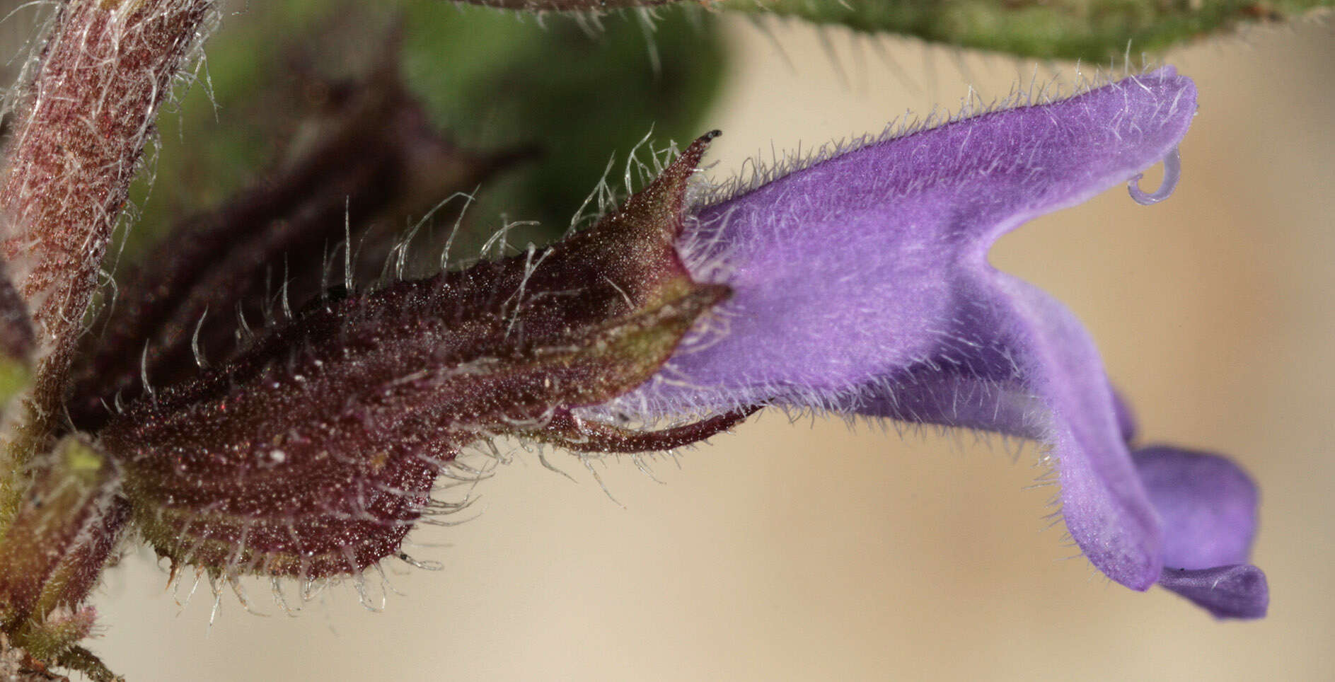 Image of basil thyme