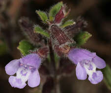 Image of basil thyme