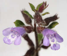 Image of basil thyme