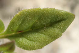 Image of basil thyme