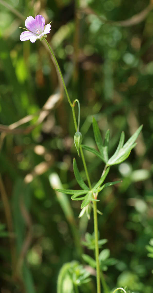 Image of Dove's-foot