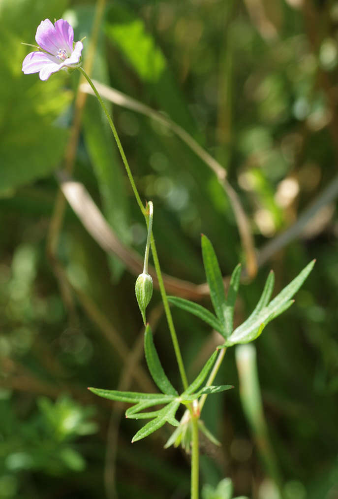 Image of Dove's-foot