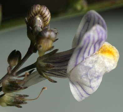 Image of pale toadflax