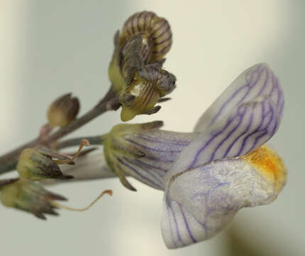 Image of pale toadflax