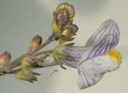 Image of pale toadflax