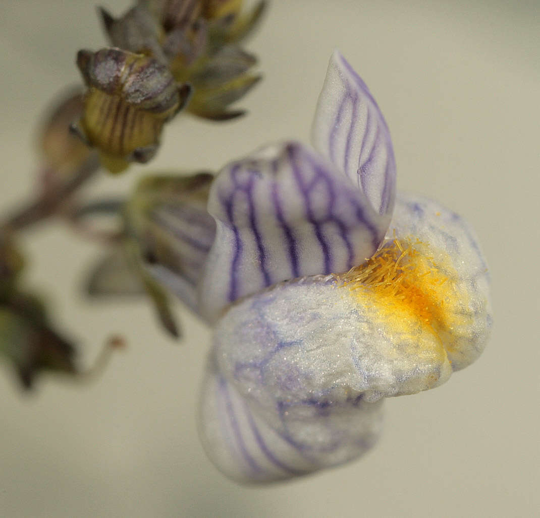 Image of pale toadflax