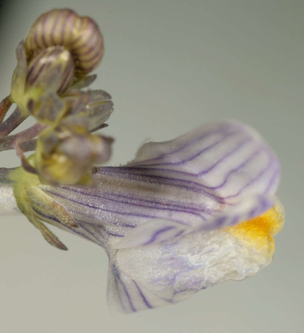 Image of pale toadflax