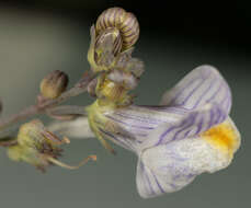 Image of pale toadflax