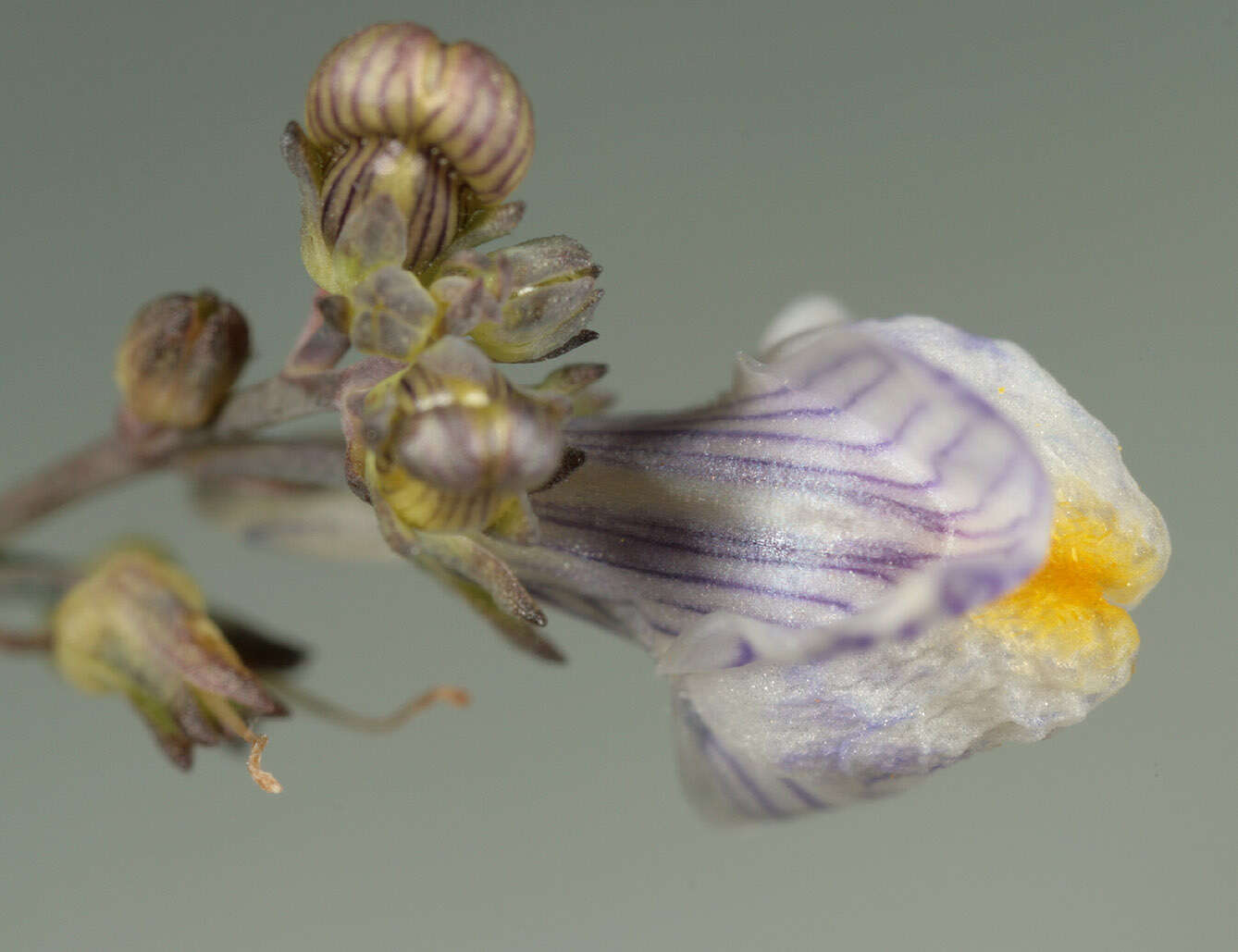 Image of pale toadflax