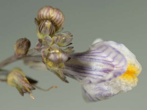 Image of pale toadflax