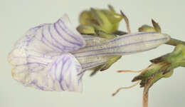 Image of pale toadflax