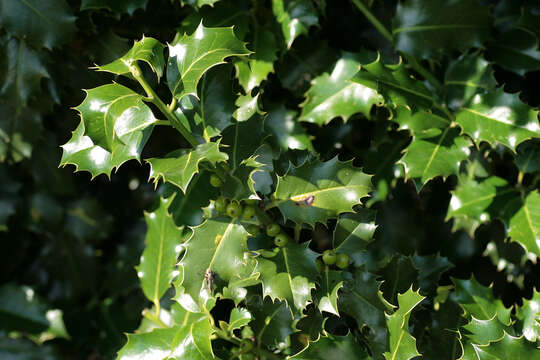 Ilex aquifolium L. resmi