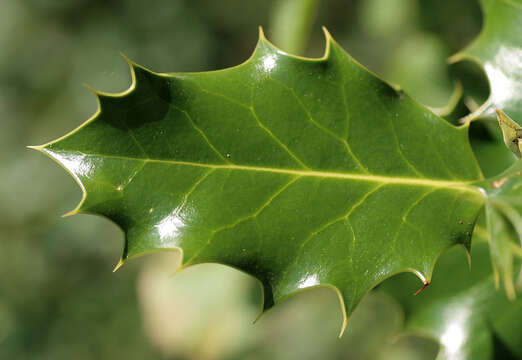 Image of English holly