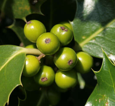 Image of English holly