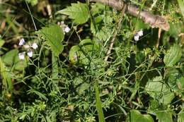 Image of pale toadflax