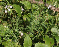 Image of pale toadflax