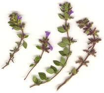 Image of basil thyme