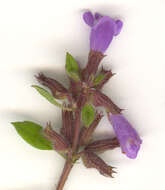 Image of basil thyme