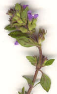 Image of basil thyme