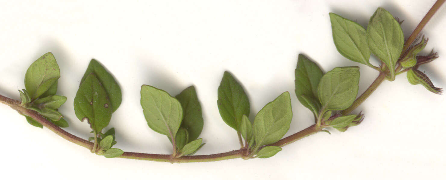 Image of basil thyme