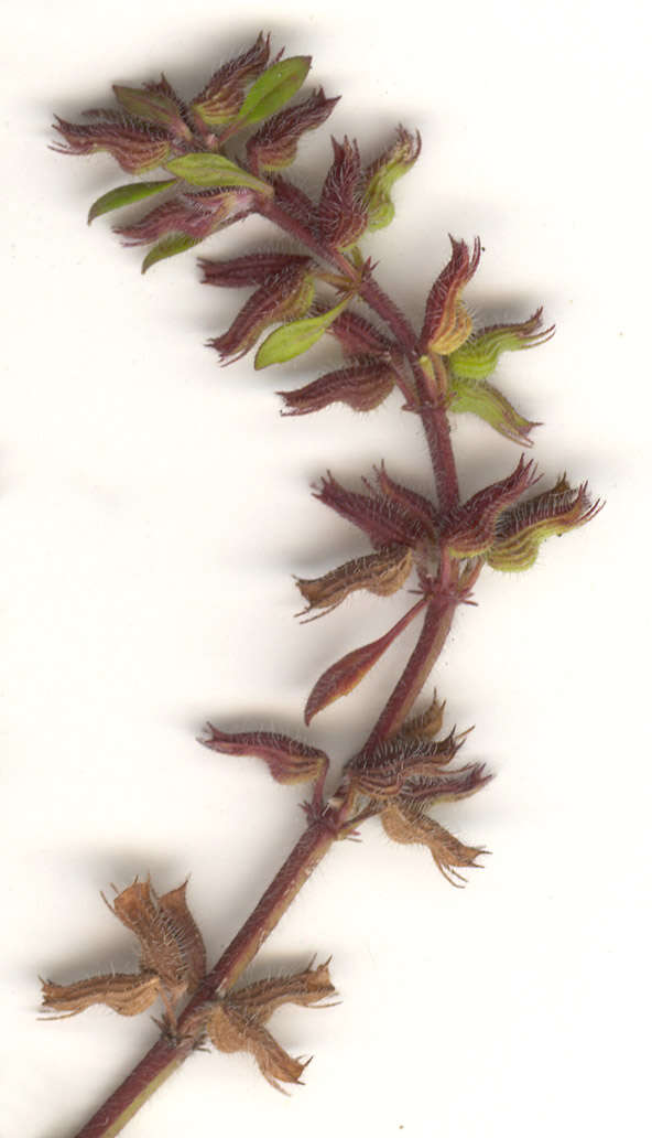 Image of basil thyme